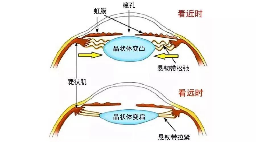 看手机比看书更容易近视吗？频繁的“近距离用眼”，如何保护孩子视力？